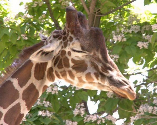 jerapah tidur sambil berdiri